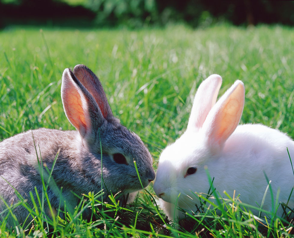Easter Retreat